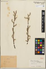 Foto von Salix iliensis Regel